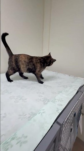 ADOPTED! Gingerbread - friendly, outgoing, adorable tortie!