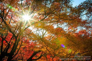 まだ間に合う！紅葉写真を鮮やかに撮るための７つのポイント！