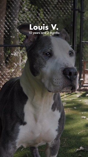 1.8K views · 43 reactions |  Meet Louis V: The Goodest Boy in Town!...