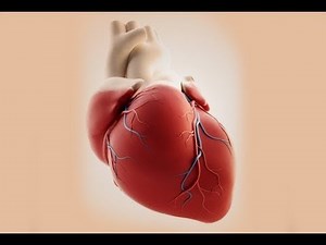 ¿Como funciona el corazón? Sistema cardiovascular