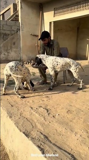 Pointer puppy Hunting dog Hunting season