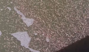 ‘Frenzy' of Hook-Jawed Sea Worms Swarm South Carolina Coast