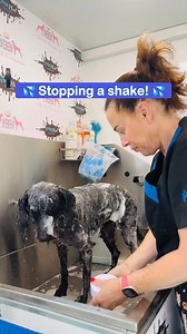 BATH HACK EVERY DOG OWNER SHOULD KNOW 🛁🐾 We’ve all been there… halfway through a rinse when your floof decides, “Now’s a fantabulous time to SHAKE!” 💦 But wait — you can delay it! 👇 Apply gentle downward pressure on the head or nose just as the head tilt starts (before full shake mode activates 😅). This little trick buys you a few seconds, to fully rinse off those muddy soap suds and bum juice! Then, before they go fully into shake mode, grab a towel and hold it up between you and the floof