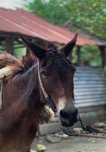 #videography #animals 🫶🏽