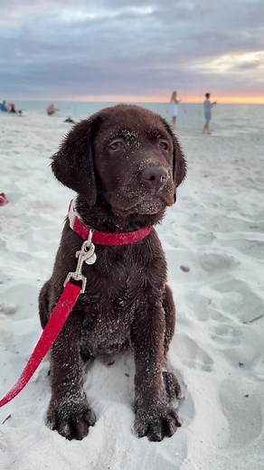 Enjoying My First Sunset at the Beach with My Puppy