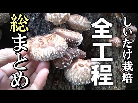 【自然農的生活】家庭でもできるしいたけ栽培 全工程総まとめ 2023年2月7日 【natural farming】