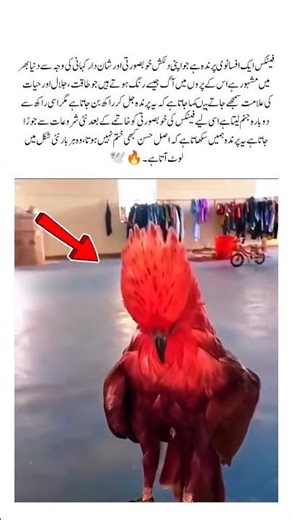 The Phoenix Bird | Beauty, Power & the Symbol of Rebirth