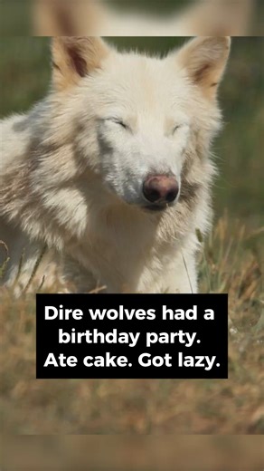232K views · 5.1K reactions | Turns out the real apex predator is a food coma. After the dire wolves celebrated their birthday with cake, they crashed. This is normal wolf behavior after a big meal. A full stomach slows them down, lowering their activity and awareness. Relatable, right? | Colossal Biosciences | Facebook