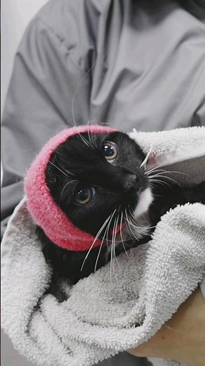 Giving a kitten her first bath 😍