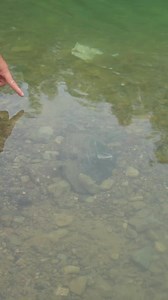 1.3M views · 10K reactions |  Unbelievable, clams are filled with beautiful pearls and gemstones  #viralreels #trendingreels #digging #reels #river #riverclam #pearls #digger #riverclams #diggingforgold | Digging life | Facebook