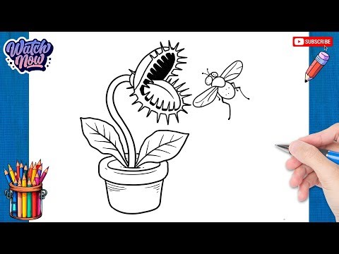 How to draw Venus Flytrap - Venus Flytrap Drawing Ideas