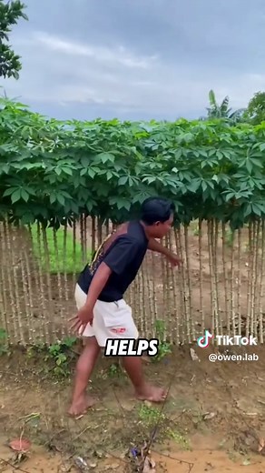 Building a Cassava Fence: An Eco-Friendly Solution