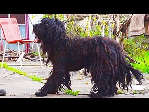 We paid $100 dollars for SHAVING this dog (You WON'T BELIEVE how he looks after that)