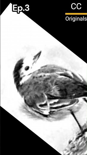 "Pied Wagtail Wonders: Stunning Behaviors & Fascinating Facts Revealed!" |P3