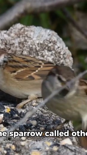 The Sparrow’s Lesson | Short Moral Story in English | Inspirational Bird Story #storybird