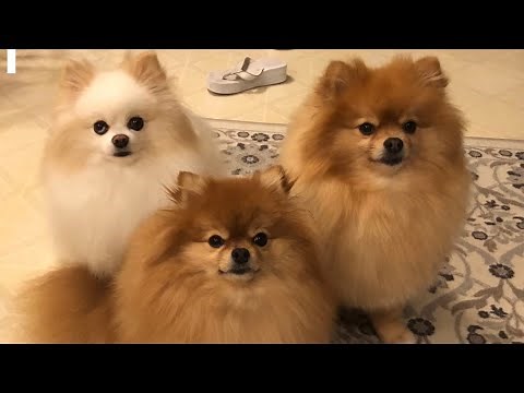 Pomeranians: The Ultimate Playtime Antics cute moments
