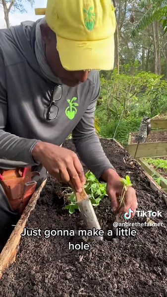 Planting Bareroot Strawberries: A Complete Guide