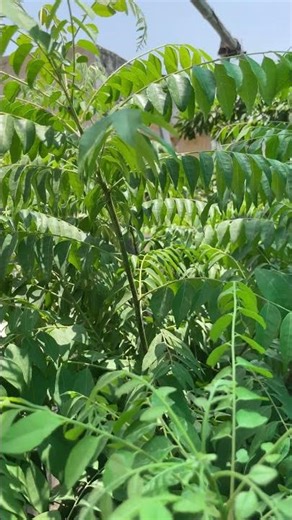 ASHWAGANDHA PLANT🌱 GIVES YOU 1000 BENEFITS