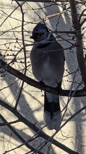 Blue jay sounds off, Miss Kitty makes quick exit. #short #squirrel #squirrelwatching