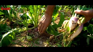2.1K views | Here's an interesting video about the benefits and application of Bactogang from Geolife that protects your crop from bacterial infections. Watch now! . . . #geolife #geolifebactogang #bactogang #controlbacteria #agriculture #farming #farmers #farmer #indianfarming #indianfarmers | BigHaat India | Facebook