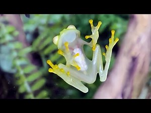 Glass Frog 🐸 The See-Through Body Frog!