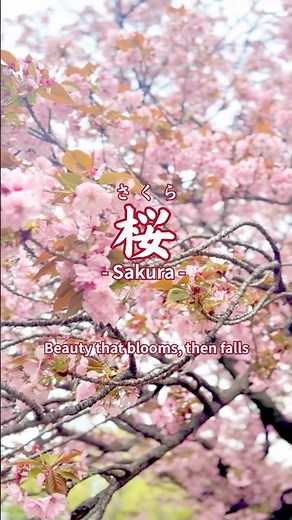 SAKURA (桜) | The Beauty of Blooming and Letting Go