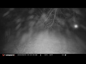 Archive Files of Trail Camera 4 Compilation 20250929 A