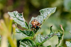 Dish Soap May Be the Secret to Getting Rid of Garden Pests