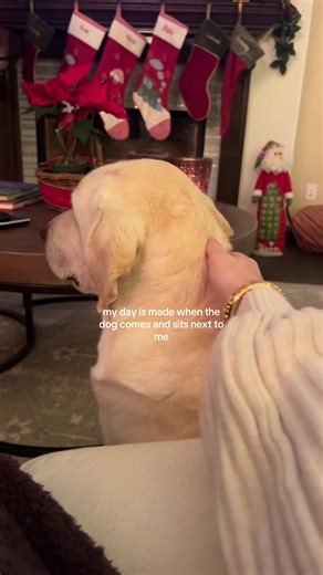 Best feeling ever #dog #Labrador #labradorretriever | dog