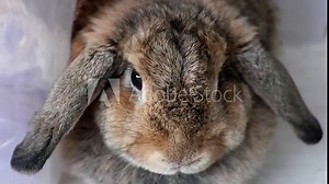 A cute Holland Lop rabbit with a fat, brown body with drooping ears