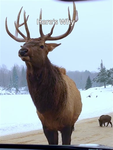 🐻🦌 Exploring Parc Omega | Canada’s Drive-Through Safari Experience 🇨🇦 #parcomega #deers #moose