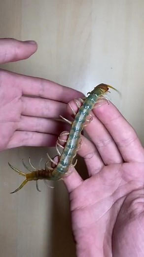 Centipedes Do Bite: Handling Aggressive Mini Centipedes