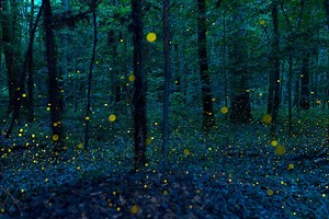 This Lesser-known U.S. National Park Is One of the Best Places to See the Annual Synchronous Fireflies — What to Know