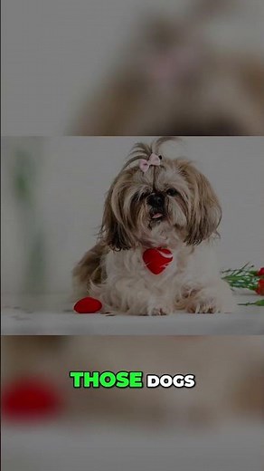 The Shih Tzu’s Secret Origin — Lion Dog of Tibet?