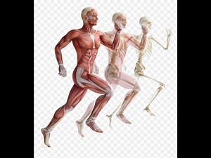 BIO 1147 Lab 6 Skeletal Muscle Identification and Muscle Movements