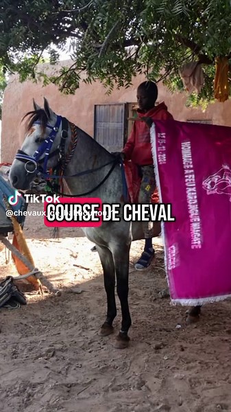 TGV C'est une course de cheval champion du Bakhounou 🤞🤞#TGV #CourseDeChevaux #Champion #Bakhounou #ChevalDeCourse #Vitesse #SportHippique #Victoire
