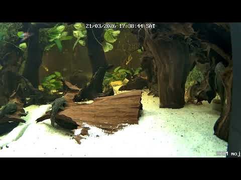 Большой аквариум 250L 🐠 LIVE | Жизнь под водой #aquarium #live