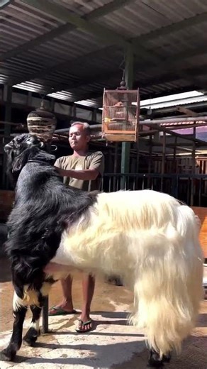 Bimos king 👑 ||Goat_zone_Bhopal||•#goat #whitegoat