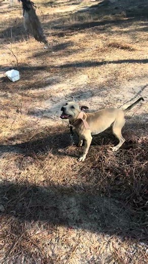 Flirt Pole Work With APBT #apbt #viral #americanpitbullterrier #dogs #doggo #explore #shorts