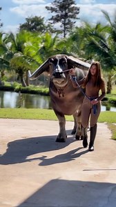 76K views · 1.4K reactions | BUFFALO | Stay in Thailand | Facebook