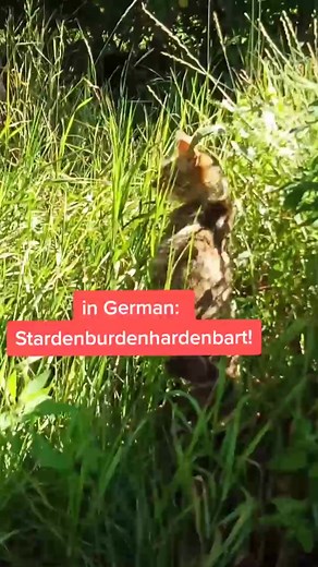 Calling Cats in Different Languages! Funny Compilation