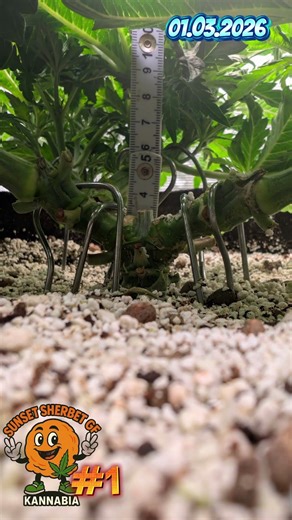 Sunset Sherbet GF #1 week 6 day 39 #diyfertilizer #fishhydrolysate #music #coco #citricacid