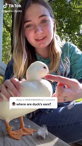 Duck Ear Identification: Where Do Ducks Have Ears?
