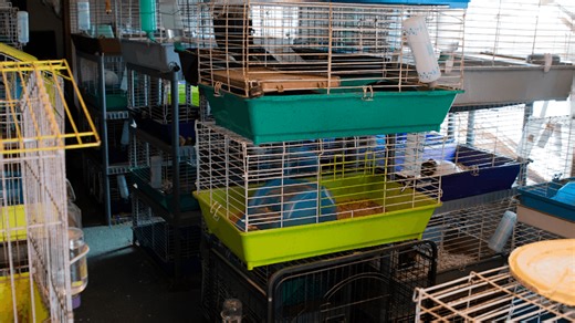 Court grants Humane Society custody; some rescued pets now ready for adoption