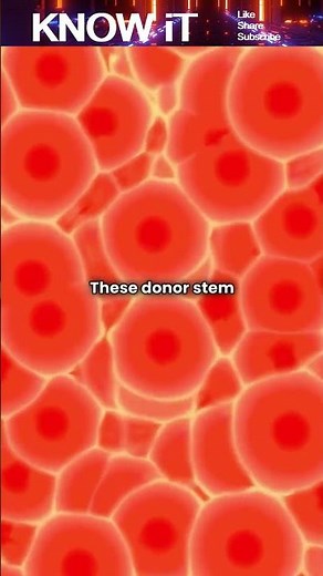 Does a Bone Marrow transplant change your Blood DNA? 🧬