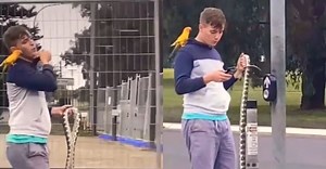 Man casually walks with parrot on shoulder and python in hand, video goes viral - WATCH