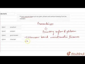 Primary vascular tissue such as xylem, phloem and cambium develop from the meristem