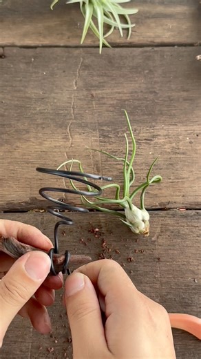 🐙 Is it an octopus? Nope! It’s Bulbosa White! 😂 Join us and learn how to mount air plants the easy way 🌿 💡 click Follow for more fun tips & creative ideas! #tillymiri #gardendecor #homedecor #airplants | TillyMiri - Tillandsia Air Plants Miri
