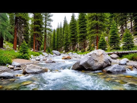 River Flowing with Birds Chirping, Quiet Forest River Sounds for Deep Sleep