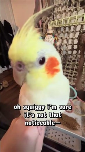 she’s special ❤️ #birds #cockatiel #cockatielbird #funnybirds #petbird #viralpets #cutebirds #shorts